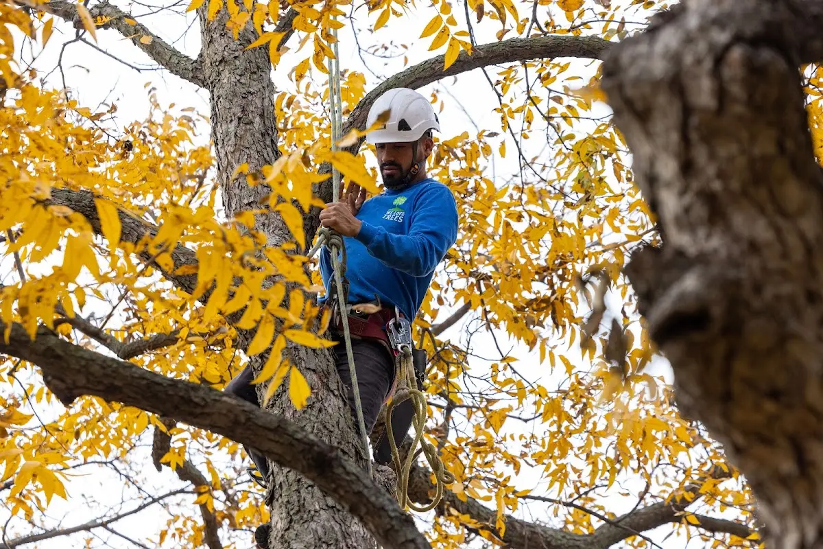 Skilled Tree Planting crew working in Hyde Park